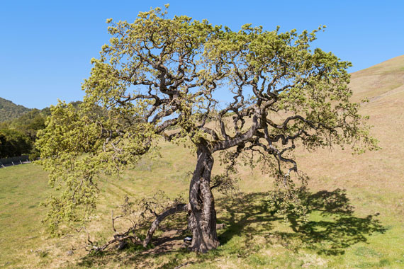 Barboni Ranch Petaluma